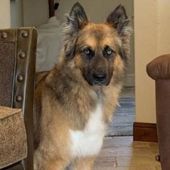 German Shepherd Dog and Chow Chow Dogs Available for Adoption in Lewisville, Texas - Zion | PetCurious
