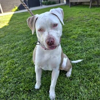 Pit Bull Terrier Dogs Available for Adoption - MIMOSA | PetCurious