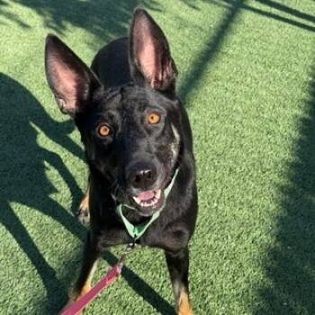 Rescue Shepherd Dogs for Adoption in Fresno, California - Mari | PetCurious