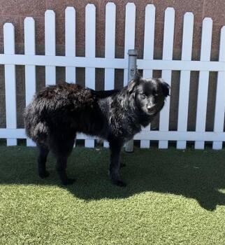 SWAN -  Border Collie and Mixed Breed Dog for Adoption in Modesto, California - SWAN | PetCurious