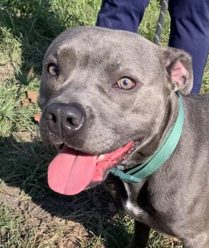 Rescue Pit Bull Terrier Dogs for Adoption in Mckeesport, Pennsylvania - Cain | PetCurious