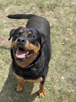 Lady Vega -  Rottweiler Dog for Adoption in Aspen, Colorado - Lady Vega | PetCurious
