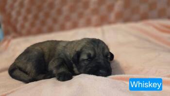 Shepherd and Pit Bull Terrier Dogs Available for Adoption in Duluth, Minnesota - Whiskey | PetCurious