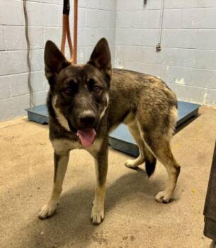 *OAKEN -  Akita and German Shepherd Dog Dog for Adoption in Woodland, California - *OAKEN | PetCurious
