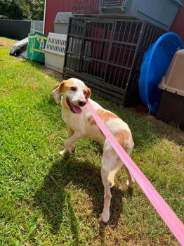 Ricky 1 year AVAILABLE 8/19 -  Beagle Dog for Adoption in Sterling, Massachusetts - Ricky 1 Year AVAILABLE 8/19 | PetCurious