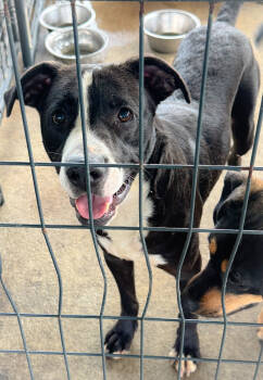 Rescue American Bulldog Dogs for Adoption in Troy, Alabama - Todd | PetCurious