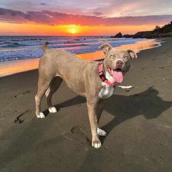 American Staffordshire Terrier Dogs Available for Adoption in Mico, Texas - Xena | PetCurious