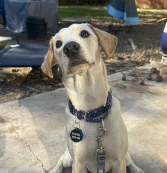Rescue Yellow Labrador Retriever Dogs for Adoption in Austin, Texas - Josie | PetCurious