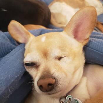 Chihuahua Dogs Available for Adoption in Saratoga Springs, New York - Gabriella | PetCurious
