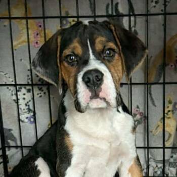 English Bulldog and Beagle Dogs Available for Adoption - Justino Valentino | PetCurious