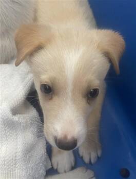 Rescue Mixed Breed Dogs for Adoption in Dallas, Texas - ROLLY | PetCurious