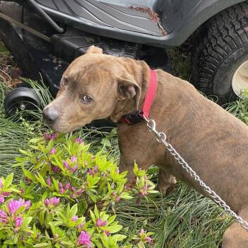 Pit Bull Terrier Dogs Available for Adoption in Roanoke, Virginia - Bolo | PetCurious