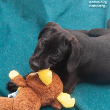 Mabel -  Mixed Breed Dog Available for Adoption in Ridgefield, Connecticut - Mabel | PetCurious