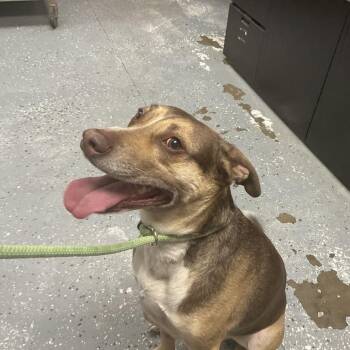 Odie -  Labrador Retriever and Mixed Breed Dog for Adoption in Saint Joseph, Missouri - Odie | PetCurious