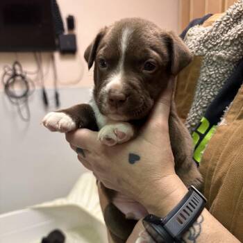 Labrador Retriever and Pit Bull Terrier Dogs Available for Adoption - Mollusk | PetCurious