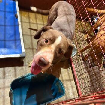 Duke -  Pit Bull Terrier and Border Collie Dog for Adoption in Madill, Oklahoma - Duke | PetCurious