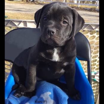 Rescue Black Labrador Retriever and Rottweiler Dogs for Adoption in Calgary, Alberta - Kishi | PetCurious
