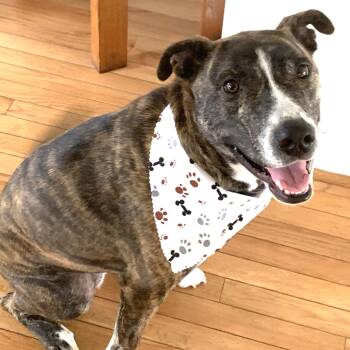 Chloe- Courtesy Post -  Pit Bull Terrier and Husky Dog for Adoption in Frederick, Maryland - Chloe- Courtesy Post | PetCurious