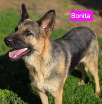 German Shepherd Dog Dogs Available for Adoption in Greeneville, Tennessee - Bonita | PetCurious