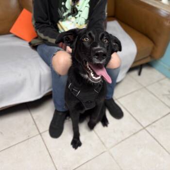 Rescue Mixed Breed Dogs for Adoption in Savannah, Georgia - Leaf | PetCurious