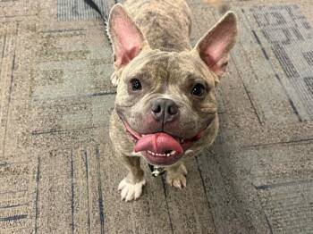 STITCH -  French Bulldog Dog for Adoption in Fort Lauderdale, Florida - STITCH | PetCurious