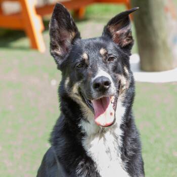 Pesto -  Mixed Breed Dog for Adoption in Cartersville, Georgia - Pesto | PetCurious