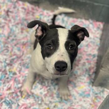 Mixed Breed Dogs Available for Adoption in Wilmington, Delaware - Ladybug | PetCurious