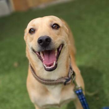 Lele TW -  Labrador Retriever and Dachshund Dog for Adoption in Austin, Texas - Lele TW | PetCurious
