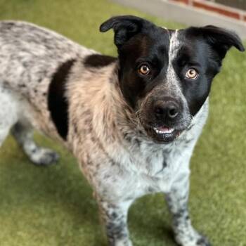 Mixed Breed Dogs Available for Adoption in Edmond, Oklahoma - OILER | PetCurious