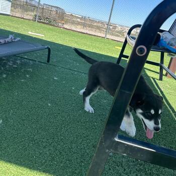 Husky Dogs Available for Adoption in Truth Or Consequences, New Mexico - Albus | PetCurious
