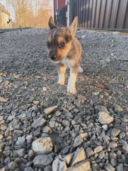 Corgi and Australian Cattle Dog Blue Heeler Dogs Available for Adoption - Diamond The Corgi/ Heeler Puppy! | PetCurious
