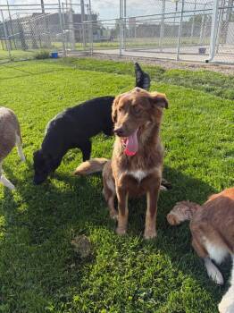 Alaskan Malamute and Labrador Retriever Dogs Available for Adoption in Portland, Indiana - (p) Bourbon | PetCurious