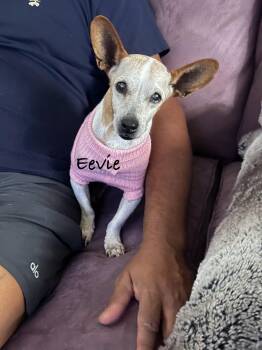 Rescue Chihuahua Dogs for Adoption in Las Vegas, Nevada - Eevie | PetCurious