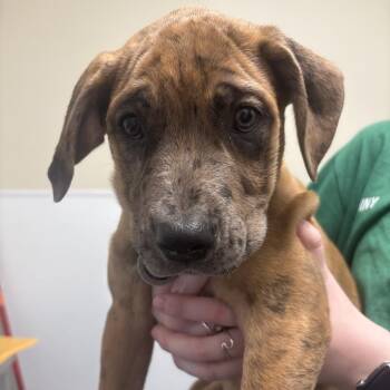 Tonka -  Mixed Breed Dog for Adoption in Tulsa, Oklahoma - Tonka | PetCurious