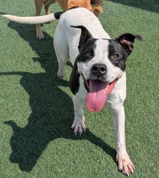 Rescue Pit Bull Terrier and Labrador Retriever Dogs for Adoption in Rockwall, Texas - Tadpole | PetCurious