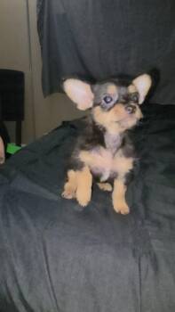 Chihuahua and Shih Tzu Dogs Available for Adoption in Gainesville, Virginia - Mochi (Coming The 12th) | PetCurious