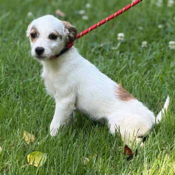 Cotton -  Wire Fox Terrier Dog for Adoption in Locust Fork, Alabama - Cotton | PetCurious