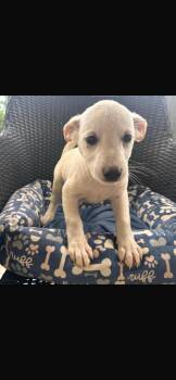 Pebbles -  Jindo and Mixed Breed Dog for Adoption in Virginia Beach, Virginia - Pebbles | PetCurious