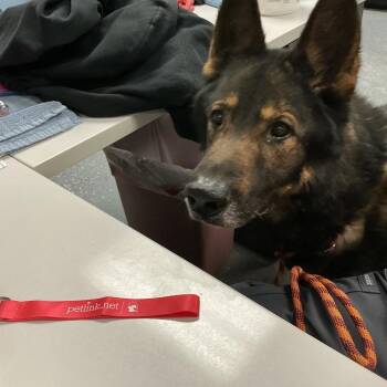 German Shepherd Dog Dogs Available for Adoption - Dwayne | PetCurious