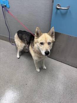 JAYCO -  Siberian Husky Dog for Adoption in Las Vegas, Nevada - JAYCO | PetCurious