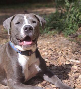 Kane -  American Staffordshire Terrier Dog for Adoption in Mount Pleasant, South Carolina - Kane | PetCurious