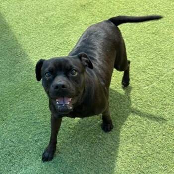 Rescue Bulldog Dogs for Adoption in Saint George, Vermont - Trixie | PetCurious