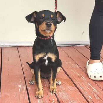 Terrier Dogs Available for Adoption - KIT | PetCurious