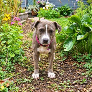 Freya -  Feist Dog for Adoption in Brunswick, Maine - Freya | PetCurious
