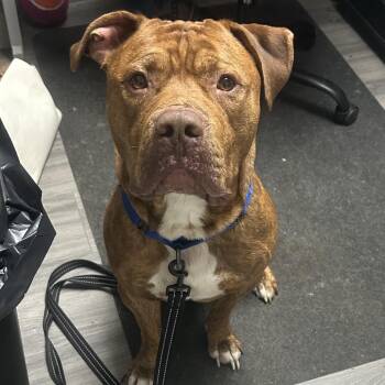 Hooch -  American Bulldog Dog for Adoption in Greenville, Pennsylvania - Hooch | PetCurious