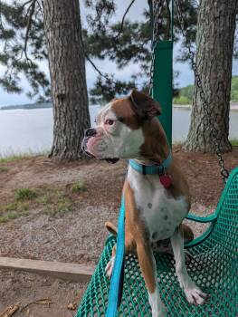 Rescue Boxer Dogs for Adoption in Amory, Mississippi - Henry | PetCurious