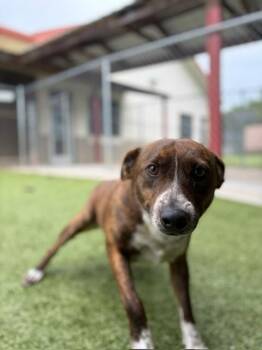 Sensei -  Cattle Dog Dog for Adoption in Fayetteville, Arkansas - Sensei | PetCurious