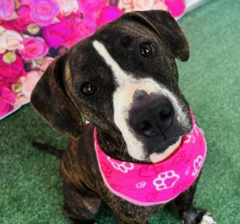 American Bully Dogs Available for Adoption in Lucas, Texas - Cookie | PetCurious