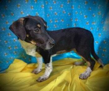 Honey Bee -  Dachshund Dog for Adoption in Pleasanton, Texas - Honey Bee | PetCurious