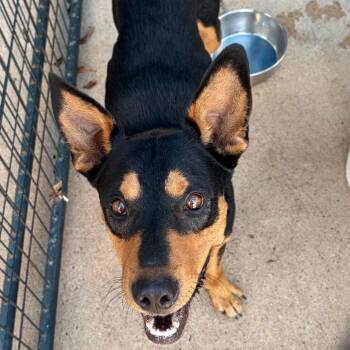 Big Pawpa -  Shepherd Dog for Adoption in Lake Jackson, Texas - Big Pawpa | PetCurious
